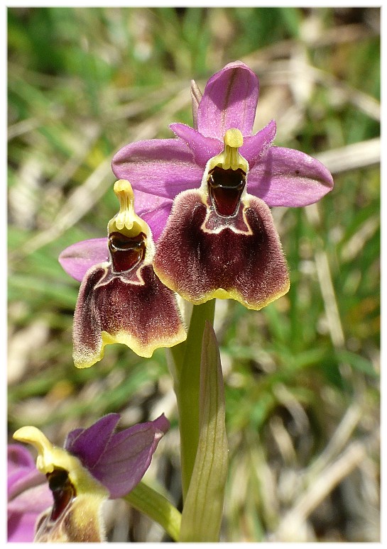 IBRIDO O.biscutella x O.tenthredinifera